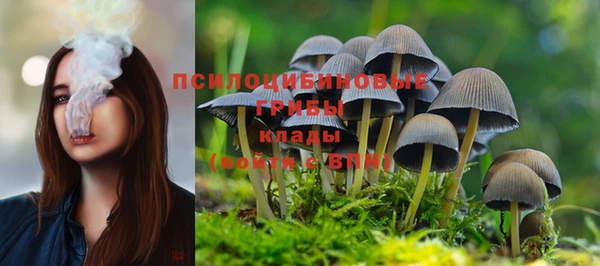 прущие грибы Куйбышев